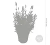 3er Set - Lavandula Angustifolia Ardèche - Lavendel Pflanze Produktbild-Vorschau 3