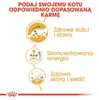 Royal Canin FBN Maine Coon Adult 24x85g Nassfutter in Soße Produktbild-Vorschau 3