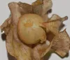 SAFLAX - Blaue Lampionblume - 100 Samen - Nicandra Produktbild-Vorschau 4