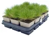 6 Pflanzen Bärenfellgras, Festuca gautieri, winterhart, 9 Produktbild-Vorschau 6
