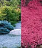 BALDUR Garten 6er Bodendecker-Kollektion rot & blau Produktbild-Vorschau 1