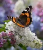 BALDUR Garten Sommerflieder 'Papillion Tricolor', 1 Produktbild-Vorschau 2