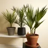 Bloomique - Lot de 3 - Mélange de palmiers rustiques - Voir les images du produit 2
