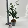 Camellia japonica 'Nuccio's Pearl' – kamélie | 90–100 cm v Náhled obrázku produktu 1