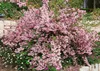Kolkwitzia amabilis 'Pink Cloud', Kolkwitzie, rosa Blüten, Produktbild-Vorschau 4