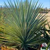 Exotické semená - Yucca Rigida - balenie 5 ks - Náhľad obrázku produktu 3