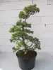 Krummholz-Kiefer - Formschnitt - Sichelform - Pinus mugo Produktbild-Vorschau 1