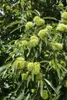 Castanea sativa, Esskastanie, 80–100 cm Produktbild-Vorschau 11