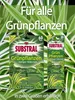 Substral Grünpflanzen Düngestäbchen 30 Stück Produktbild-Vorschau 4