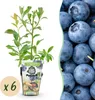 Borůvka Vaccinium corymbosum Bluecrop mrazuvzdorná 6 Náhled obrázku produktu 1