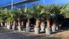 Trachycarpus Fortunei Palmier éventail chinois, 140-160 cm, Voir les images du produit 2