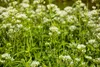 Rote Spornblume Albus, im Topf - Centranthus ruber Produktbild-Vorschau 3