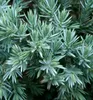 Kriechender Wacholder ´BLUE CARPET´ 30-40 cm, Cont. 2 l Produktbild-Vorschau 6