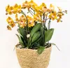 Sada oranžových orchideí v bavlnenom košíku - 3 orchidey Náhľad obrázku produktu 1