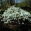 A blooming Magnolia stellata shrub in a garden setting. Produktbild-Vorschau