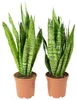 2x Bogenhanf, pflegeleichte Zimmerpflanzen, Sansevieria Produktbild-Vorschau 6