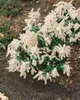 Pieris japonica 'White Pearl', Japanische Lavendelheide, Produktbild-Vorschau 3