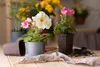 Several potted plants, including petunias, are arranged on a wooden surface, suggesting a gardening or potting activity. Produktbild-Vorschau