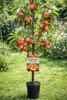 Plattpfirsich „Platycarpa“ 160–200 cm – Flachpfirsich Baum Produktbild-Vorschau 1