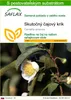 SAFLAX - Skutočný čajový krík - Camellia sinensis - 6 Náhľad obrázku produktu 1