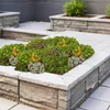 GreenboutiQ - Bodendecker - Winterhart - Sedummatte - Produktbild-Vorschau 3