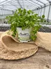 Enseleits Koriander Coriandrum sativum, 1 Marktfrische Produktbild-Vorschau 2