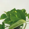 Zelenec (Epipremnum aureum, Scindapsus) - izbová rastlina, Náhľad obrázku produktu 3