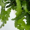 Sägeblattkaktus - Epiphyllum 'Anguliger' - Höhe 30-40cm - Produktbild-Vorschau 3