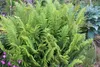 Stauden Gänge 3 x Dryopteris affinis 'Crispa' im 1 Liter Produktbild-Vorschau 3