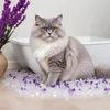 A fluffy gray cat sits in front of a white litter box, surrounded by lavender-scented crystal cat litter. Anteprima dell’immagine prodotto