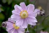Anemone hupehensis 'September Charm', Herbst-Anemone, rosa, Produktbild-Vorschau 1