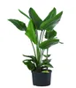 Dehner Baumstrelitzie, Strelitzia nicolai, in Hydrokultur, Produktbild-Vorschau 1