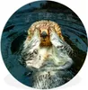 MuchoWow® Rundes Wandbild - Runde Bilder Otter im Wasser Ø Produktbild-Vorschau 1