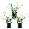 Krzew motylkowy Buddleja davidii White Profusion, zestaw 3 Podgląd zdjęcia produktu 3