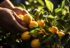Zitronenöl 100 ml, 100% natürliches ätherisches Öl, Citrus Produktbild-Vorschau 5