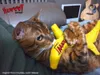 Banane à l'herbe à chat Voir les images du produit 4