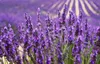 Lavendelblüten getrocknet 100 g I Lavendel 100 % natürlich Produktbild-Vorschau 5