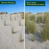 Stauden Gänge 10 x Ammophila arenaria im 1 Liter Topf - Produktbild-Vorschau 5