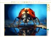CALVENDO Puzzle Marienkäfer | 2000 Teile Lege-Größe 90x67cm Produktbild-Vorschau 1