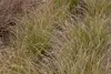 Carex testacea, Neuseeländisches Segge, orange-braun, ca. Produktbild-Vorschau 1