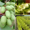 Issai kräftige Kiwipflanze Actinidia arguta selbstfruchtbar Produktbild-Vorschau 2