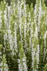 Stauden Gänge 5 x Salvia nemorosa 'Sensation White ®' im 1 Produktbild-Vorschau 3