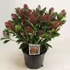 Skimmia jap. 'Rubella' - Japanische Skimmie Rubella 40- + Produktbild-Vorschau 1