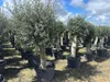 Olivenbaum XXL ca. 60 Jahre Alt Winterhart bis -17 Höhe ca. Produktbild-Vorschau 5
