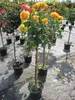 Stammrose Amber Queen® - bernsteinfarbend - duftend++ - Produktbild-Vorschau 2