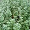 6 x Absinthe - Artemisia absinthium | Pot 9cm x 9cm Voir les images du produit 2