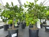 echte Caipi Limette Caipirinha Limettenbaum Citrus Lime 70 Produktbild-Vorschau 1