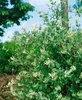 Lonicera caprifolium, Jelängerjelieber, 60–100 cm, duftend Produktbild-Vorschau 3
