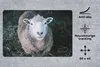MuchoWow® Schreibtischunterlage Schafe - Tiere - Rinder Produktbild-Vorschau 2
