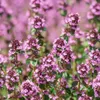 Bloomique - 3er Set - Thymus Vulgaris - Echter Thymian - Produktbild-Vorschau 3